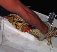 Lobster Dinner!